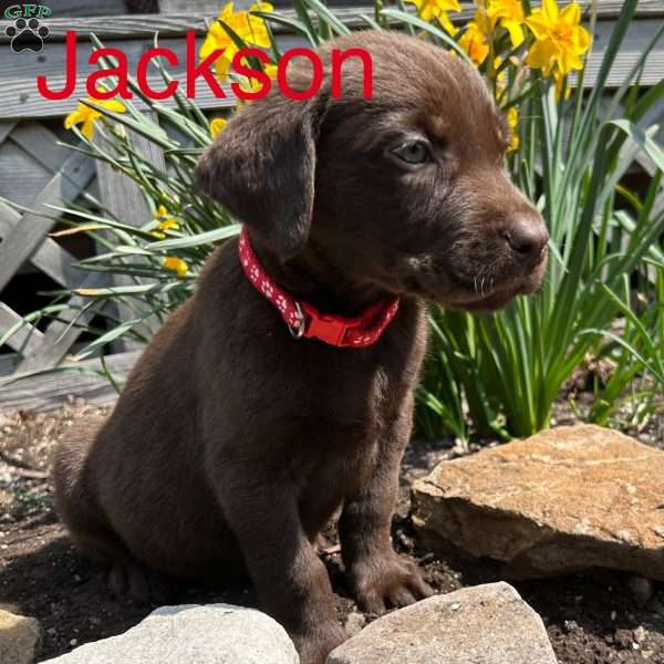 Jackson, Chocolate Labrador Retriever Puppy